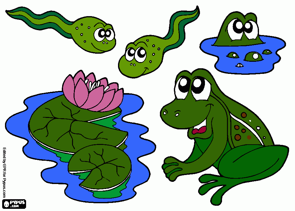 pond coloring page