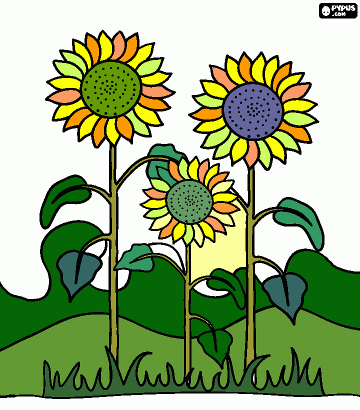 SUNFLOWER coloring page