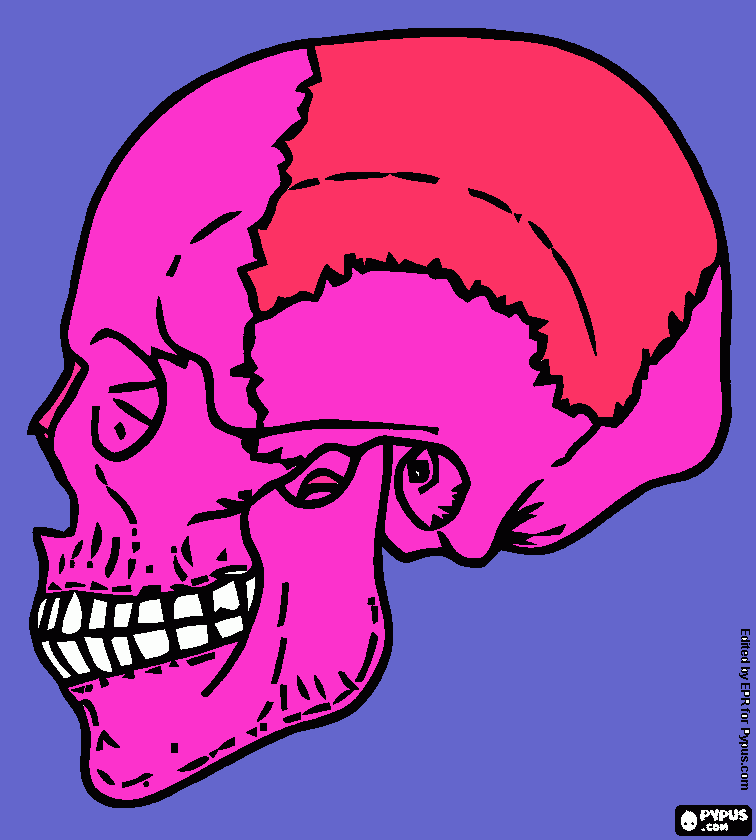 Human skull coloring page