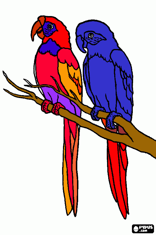 koppie krauw coloring page