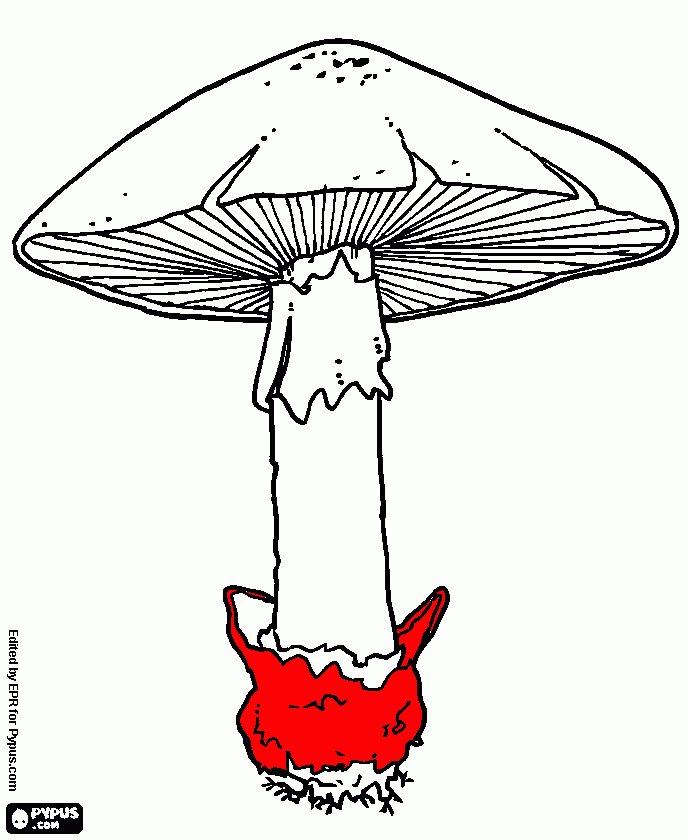 mushroom volva coloring page