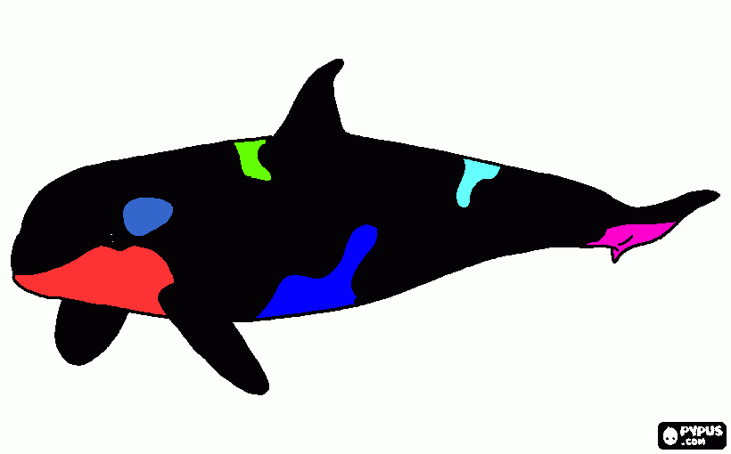 orca coloring page