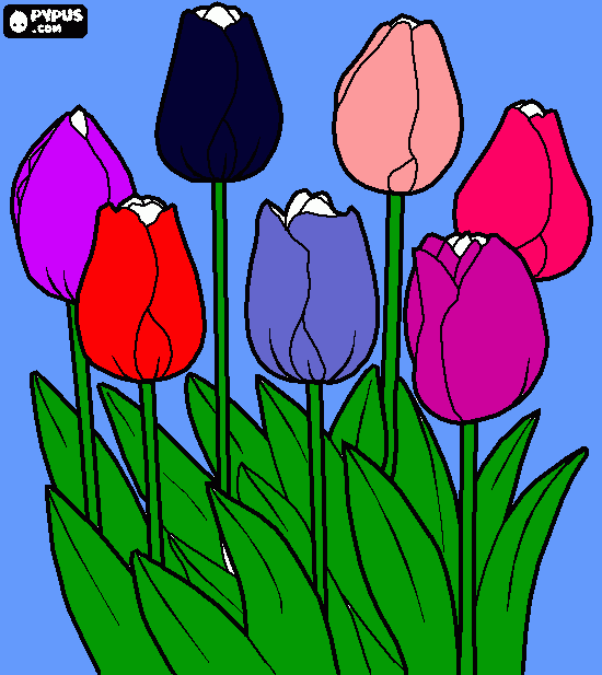 tulips coloring page