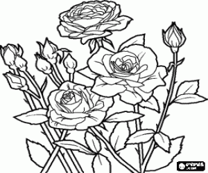 rosebuds coloring pages